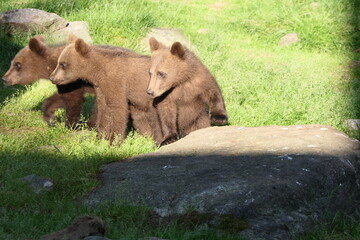 Obraz premium Three brown bear/grizzly bear cubs in the sun in Nature of finland