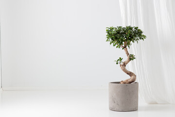 Ficus Ginseng in a concrete pot on the white floor
