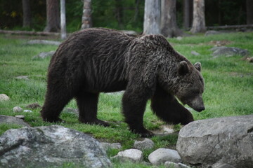 Brown Grizzly bear in Nature / woods of finland