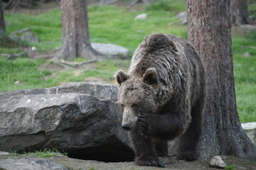 Brown Grizzly bear in Nature / woods of finland
