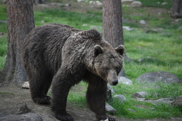 Brown Grizzly bear in Nature / woods of finland