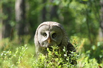 Obraz premium Great grey owl/Lappish Owl in the Finnish woods