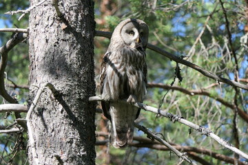 Great grey owl/Lappish Owl in the Finnish woods