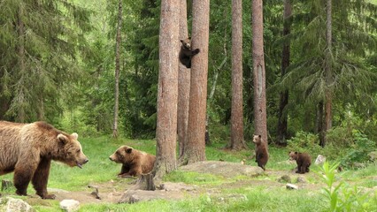 Obraz premium Bear family with Cubs on the ground and climbing in the woods/nature of Finland