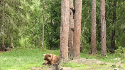 Mother brown grizzly bear and Cubs climbing tree in the woods/nature of Finland © Rachel