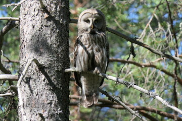 Great grey owl/Lappish Owl in the Finnish woods