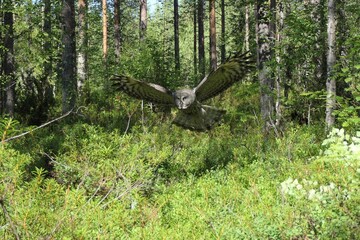 Flying Great grey owl/Lappish Owl spreaded wings portrait in the Finnish woods