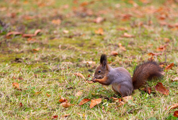 Naklejka na ściany i meble Squirrel in a city park in autumn in Moscow, Russia