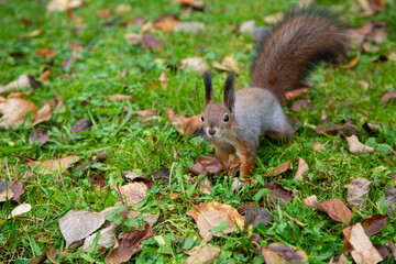 Naklejka na ściany i meble Squirrel in a city park in autumn in Moscow, Russia