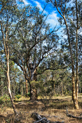 Old wandoo eucalyptus (white gum) in a wandoo forest, a critically endangered  ecological community, in the Cranbrook Shire in the Western Australian wheatbelt
