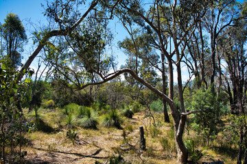 Forest with low eucalyptus trees and grass trees in the Frankland River region, Western Australia
