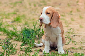 Baby beagle sits on the field.
