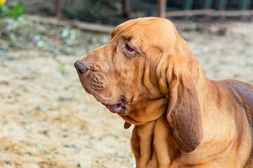 The Bloodhound is a large hunting dog. Portrait on the background of nature.