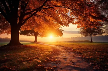 Gartenposter Braun Autumn sunset  beautiful landscape,sun beam ,orange trees and colorful leaves on nature ,season 