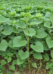 Young sunflower plants before the flowers appear