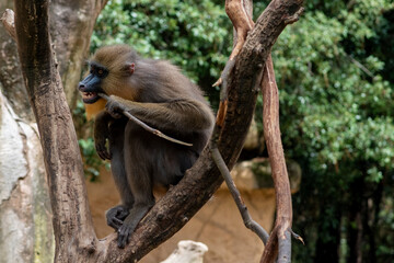 Mandrill Monkey