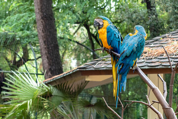 Zoo la Palmyre