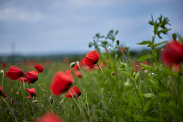 A field of wild red poppies against a blue sky.