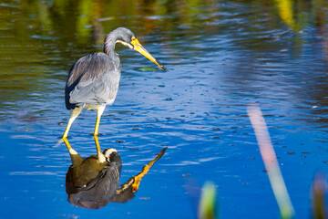 Heron on the Hunt