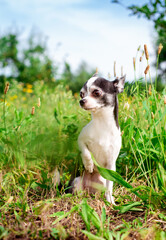 A small chihuahua dog is sitting in the green grass. She turned her head to the side and raised her paw. The photo is blurred and vertical