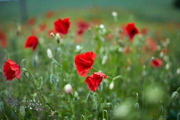 A field of wild red poppies and other flowers.