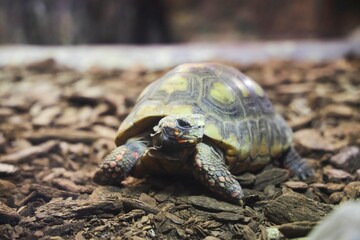 A turtle in an aviary behind glass. Rare animals. Fauna of our planet