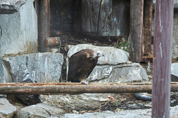 Fototapeta premium The eagle bird in the zoo. Rare animals. The animal world of our planet