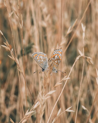 mating butterfly on a grass