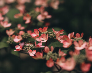 pink flowers close-up