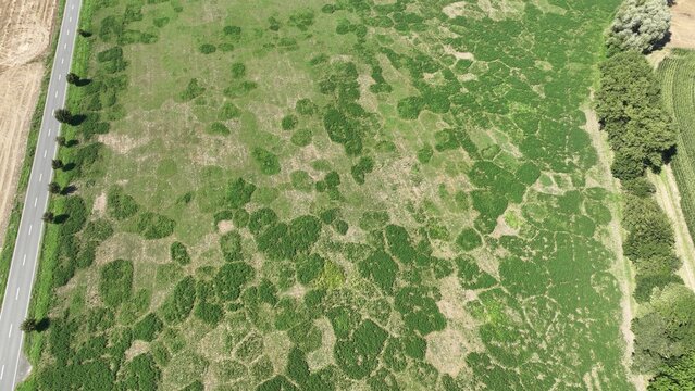 Field vole common Microtus arvalis disaster extremely attacked alfalfa Medicago sativa lucerne drone aerial plant violet flowers infested by short-tailed pest agrestis grey-brown overpopulation