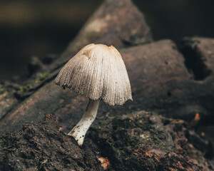mushroom in the forest on a piece of wood