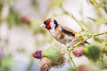 European goldfinch, feeding on the seeds of thistles. Carduelis carduelis.