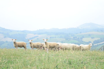 black and white sheeps in the fields of Basque Country