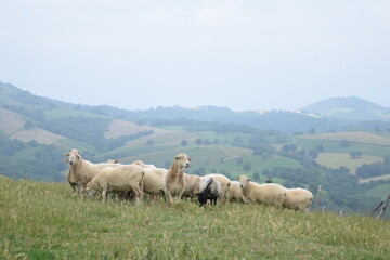 Fototapeta premium black and white sheeps in the fields of Basque Country