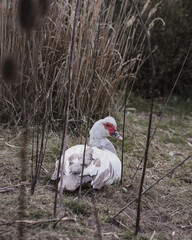 white muscovy duck