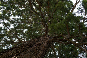 Fototapeta premium Low angle view on the pine tree brunches