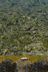 Dead fish lying on the shore