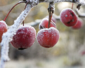 red berries in snow
