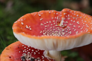 fly agaric mushroom