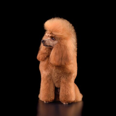 Sitting apricot toy poodle