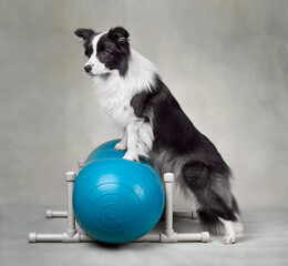 Dog fitness trainig on a sports ball