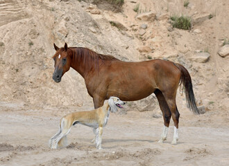 Saluki and Arabian horse standing on sand bagkground