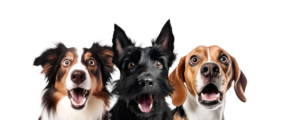 Portrait of Three Surprised Dogs (Collie, Terrier; Beagle). Isolated on White and PNG Transparent Background.