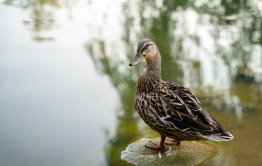 Mallard or wild duck Anas platyrhynchos female stands on a stone in a local lake. Beautiful waterfowl. Close up