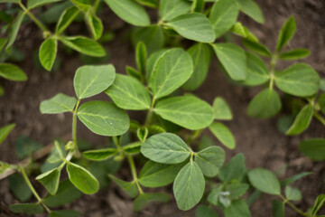 Fototapeta na wymiar Bright green soybean leaves. Growth of legumes. Soy grows in the field.
