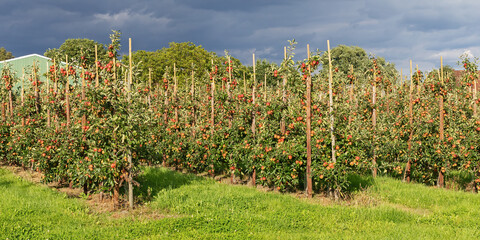 Apfelplantage mit reifen Äpfeln in Jork im Alten Land, Niedersachsen. Mit bewölktem Himmel.