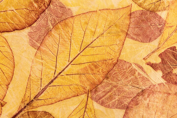 Leaves eco print fabric convey the colors from nature to the beauty on fabric.