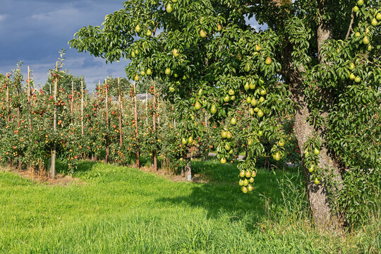 Birnbaum mit reifen Fr&uuml;chten, dahinter Apfelplantage in Jork im Alten Land, Niedersachsen. Mit dunklen Wolken.