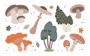 Set of different forest mushrooms and leaves. Modern botanical flat vector illustrations isolated on white background.