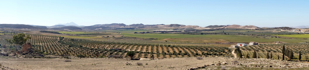 Panorama of an olive grove at Oudna, outside of Tunis, Tunisia